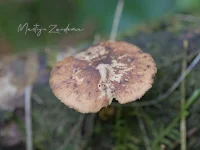 Winterhoutzwam [Polyporus brumalis]
